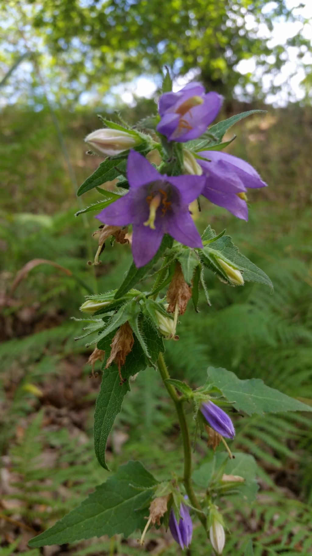 Campanula trachelium